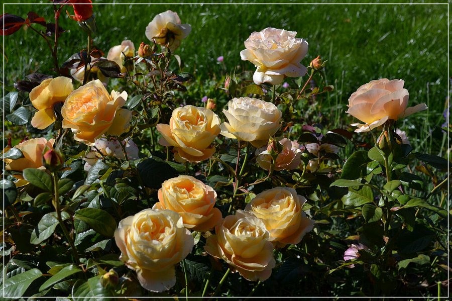 Candlelight róża wielkokwiatowa